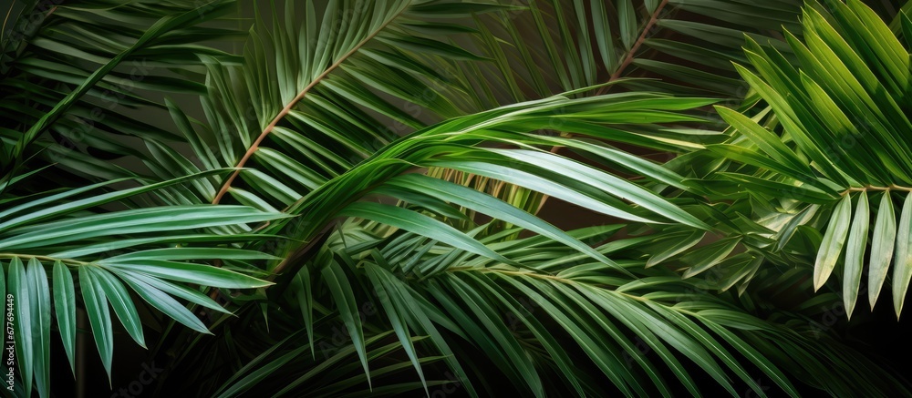 The vertical growth of a palm tree with its organic green leaves adds a vibrant texture to the background creating a natural environment for plant growth and showcasing the beauty of flora The vertical growth of a palm tree with its organic green leaves adds a vibrant texture to the background creating a natural environment for plant growth and showcasing the beauty of flora