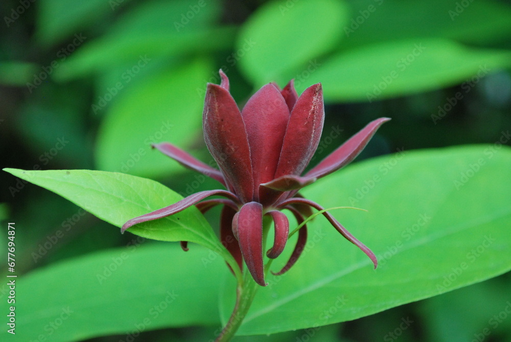 Fototapeta premium flower