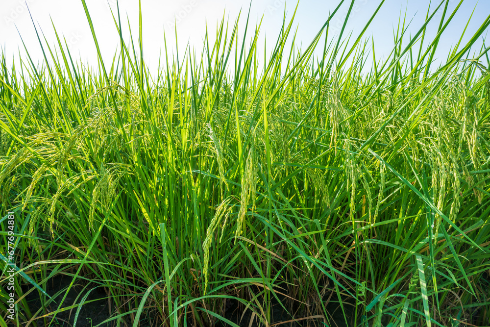 Ears of rice in a rice field in Thailand, Rice fields are an economic crop for the Thai people. Ears of rice in a rice field in Thailand, Rice fields are an economic crop for the Thai people.