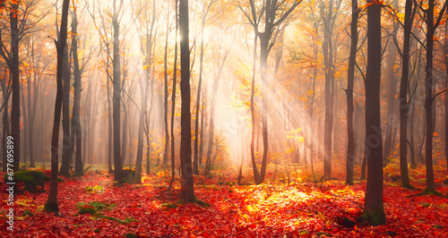 Autumn forest in the morning with sunbeams and lens flare