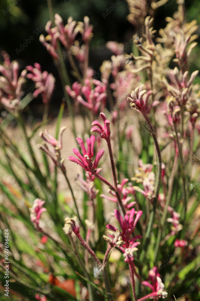 Bed of pink Kangaroo Paw plants, New South Wales Australia
Bed of pink Kangaroo Paw plants, New South Wales Australia