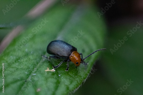 A beetle in a leaf © Lina