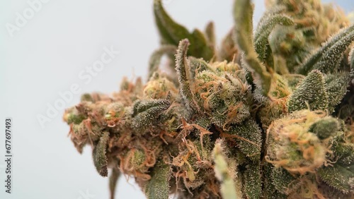 Bud weed macro, vertical video. Cola of ripe cannabis with cups and trichomes, closeup photo