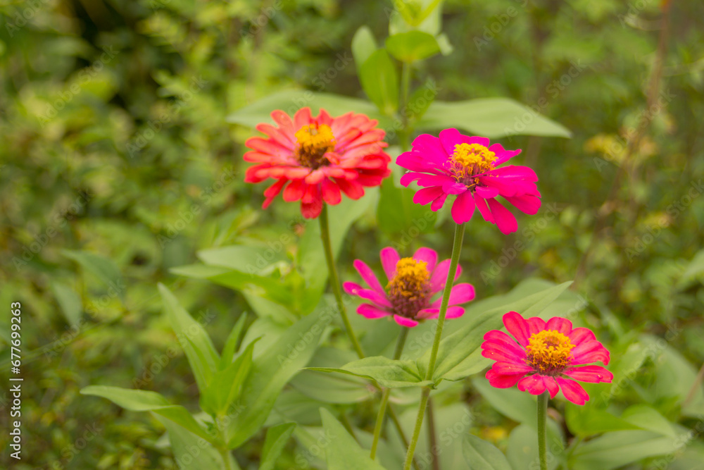 Pink zinnia close up, ammi visnaga, khella blooms Pink zinnia close up, ammi visnaga, khella blooms