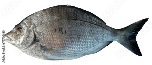 Delicious black sea bream isolated in white. ( Diplodus puntazzo ), Fresh fish 