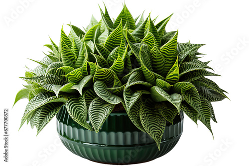 Haworthia limifolia house plant in the pot isolated on a Transparent background. Generative AI photo