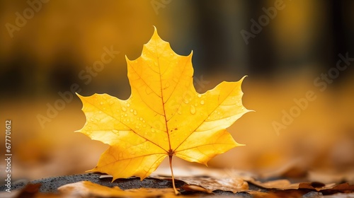 leaf yellow isolated beautiful exquisite illustration fall foliage, maple background, leaves color leaf yellow isolated beautiful exquisite