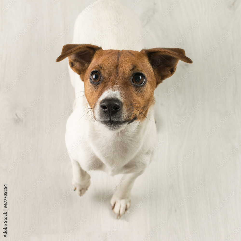 Jack Russell terrier dog on a wooden floor.