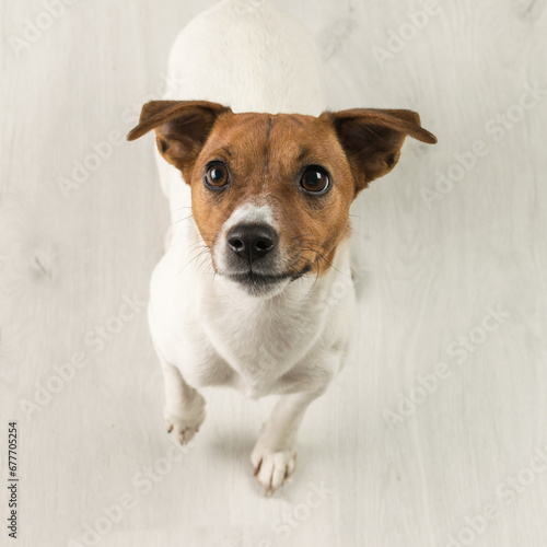 Jack Russell terrier dog on a wooden floor. © kvladimirv