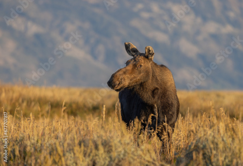 Cow Moose in Autumn in Wyoming