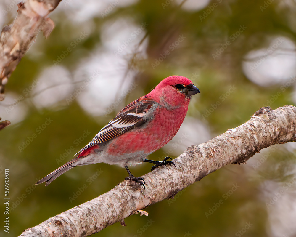 Pine Grosbeak Photo and Image. Grosbeak male close-up side view perched on a branch with blur forest background in its environment and habitat surrounding and displaying red colour feather plumage. Pine Grosbeak Photo and Image. Grosbeak male close-up side view perched on a branch with blur forest background in its environment and habitat surrounding and displaying red colour feather plumage.