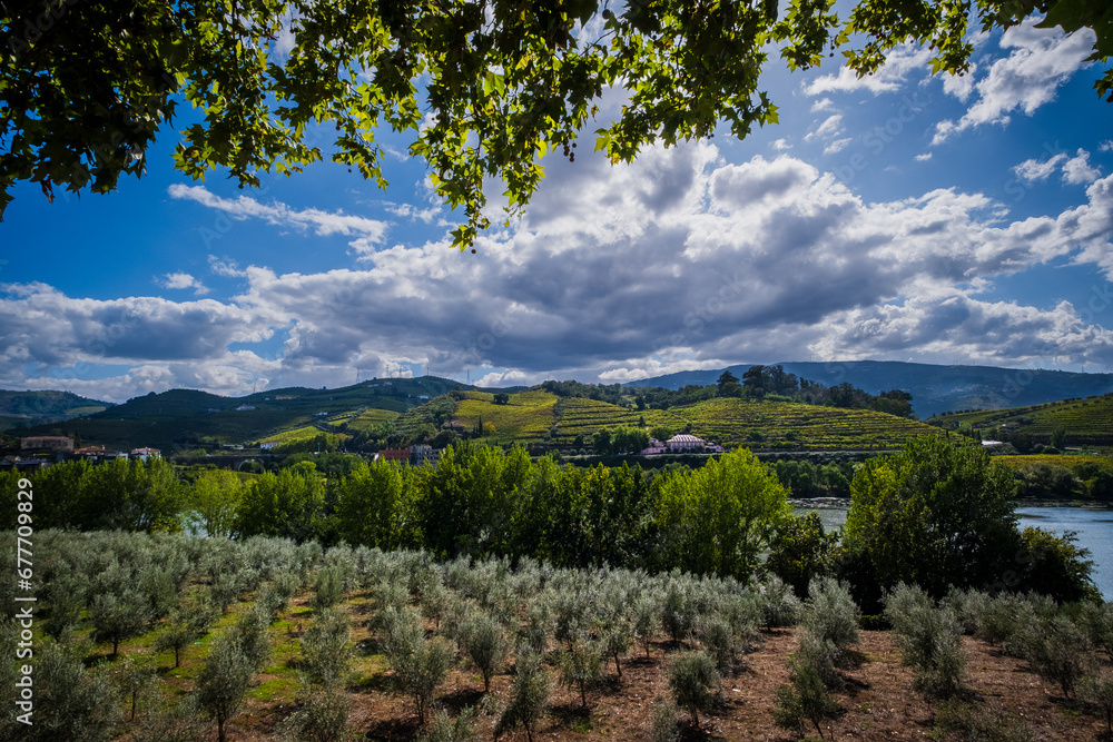 olive trees in wine country, Portugal