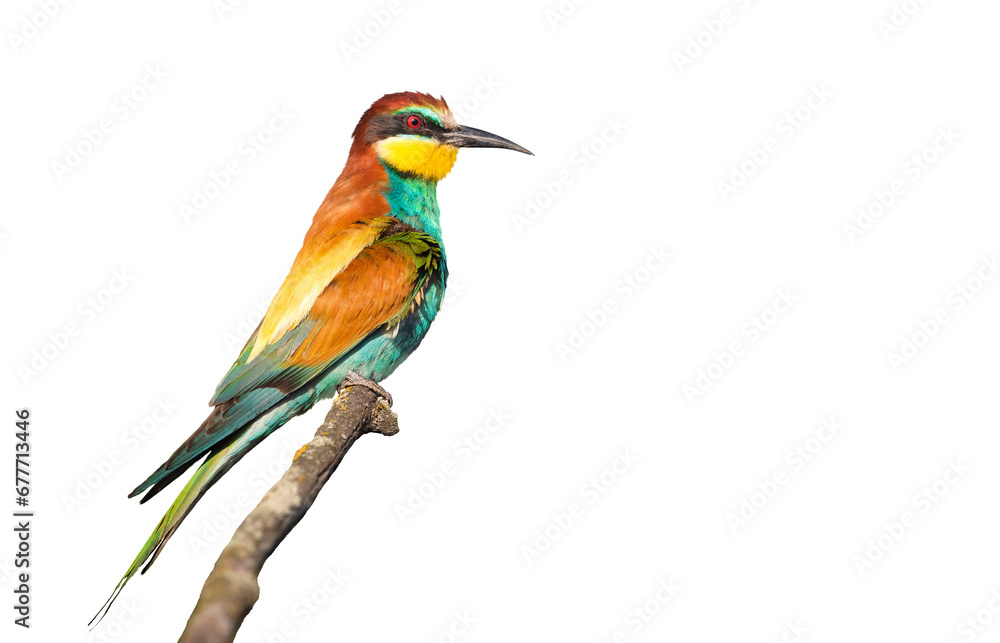 beautiful wild bird, with colored plumage isolated on white