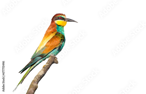beautiful wild bird, with colored plumage isolated on white