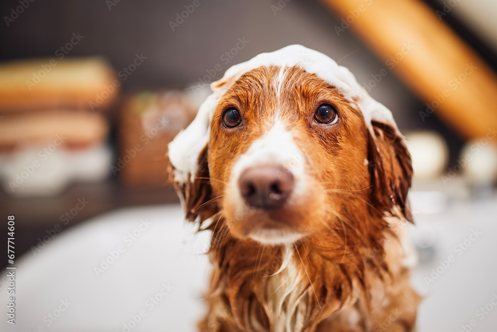 Wet dog in bathtub at home bathroom. Bathing of happy Nova Scotia Duck Tolling Retriever with foam soap on head.. - obrazy, fototapety, plakaty 