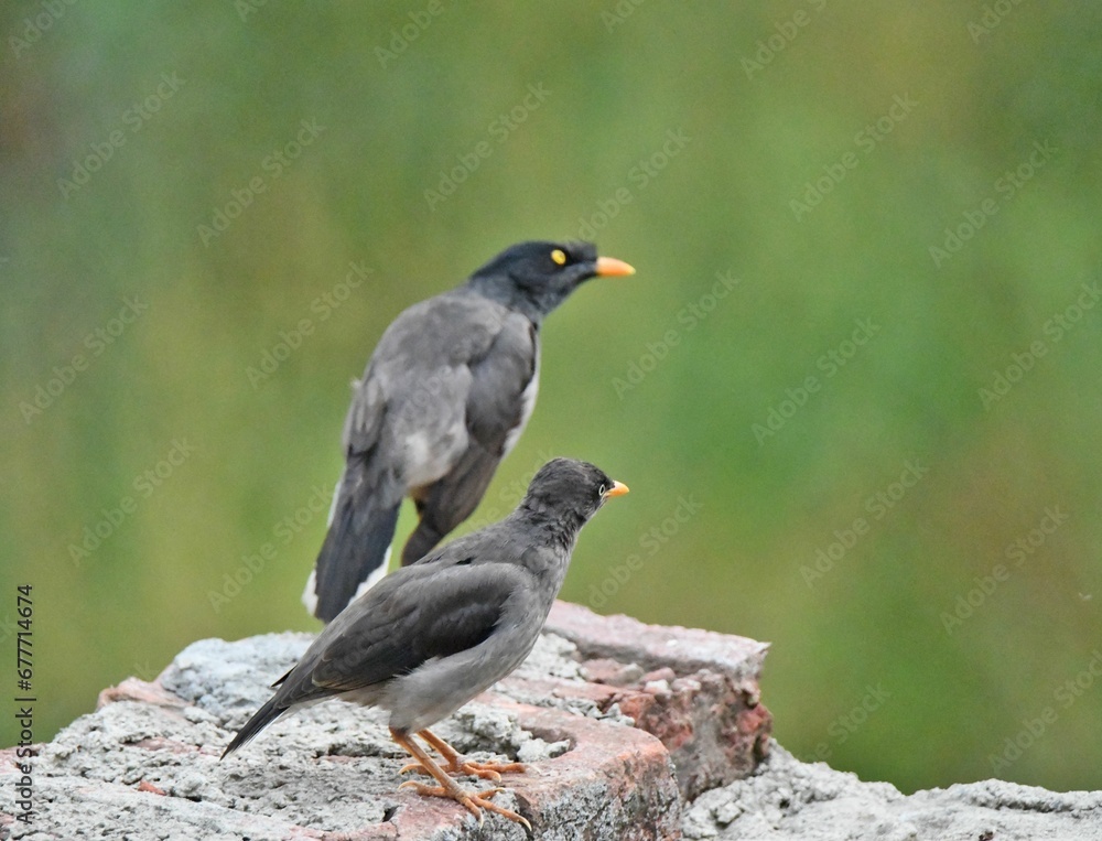 Closeup shot of common blackbirds perched on a rock surface Closeup shot of common blackbirds perched on a rock surface