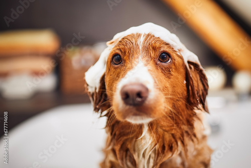 Wet dog in bathtub at home bathroom. Bathing of happy Nova Scotia Duck Tolling Retriever with foam soap on head..