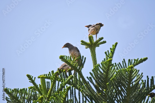 Canvas Print Low angle shot of birds perched on a conifer branch in Uttarakhand, India