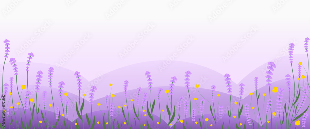 Lavender flower border. Horizontal banner or floral background, lavendar plants, violet blossomed herbs. Lavender field , Vector illustration.