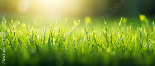 panoramic natural background with young juicy green grass