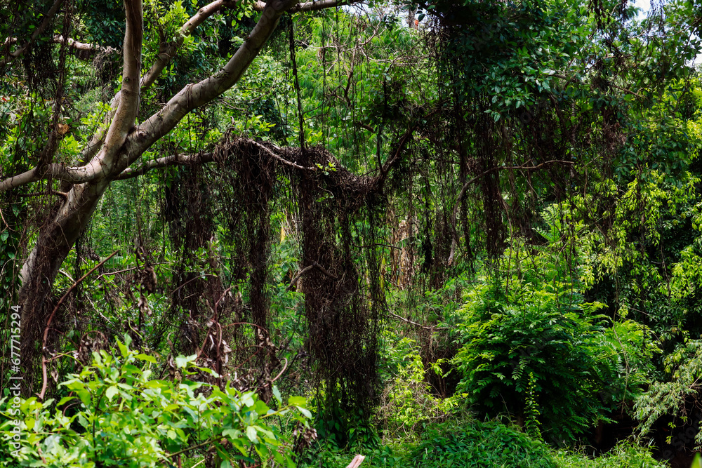 beautiful natural trees in the forest, green forest background beautiful natural trees in the forest, green forest background