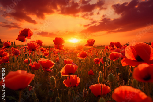 poppies at sunset