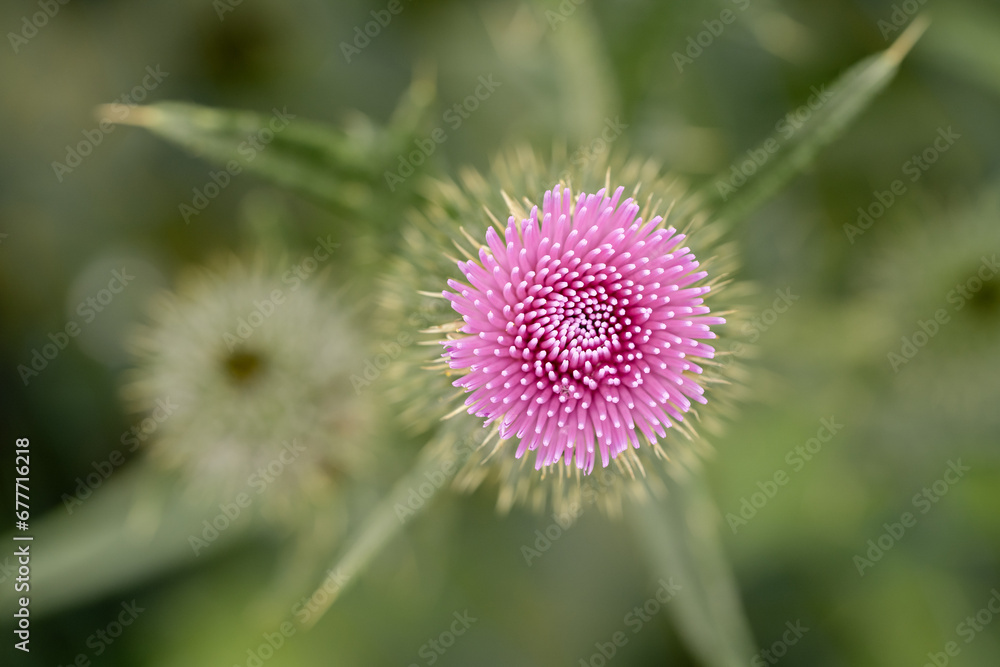 Distelblume Distelblume