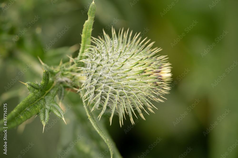 Distel Distel