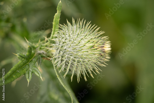 Distel