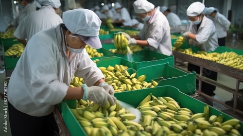 Employees, workers selecting bananas, checking condition and dividing into different boxes. Store food distribution. Quality check photo