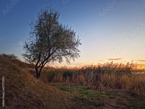 Autumn sunset scene near the lake with an oleaster tree and golden reed