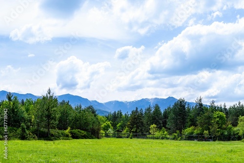 Landscape view of the fir forest trees on the green field with mountains in the background