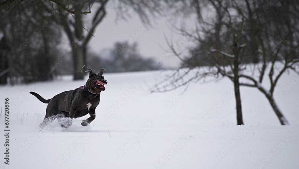 Mastino Napoletano rennt durch den Schnee Mastino Napoletano rennt durch den Schnee