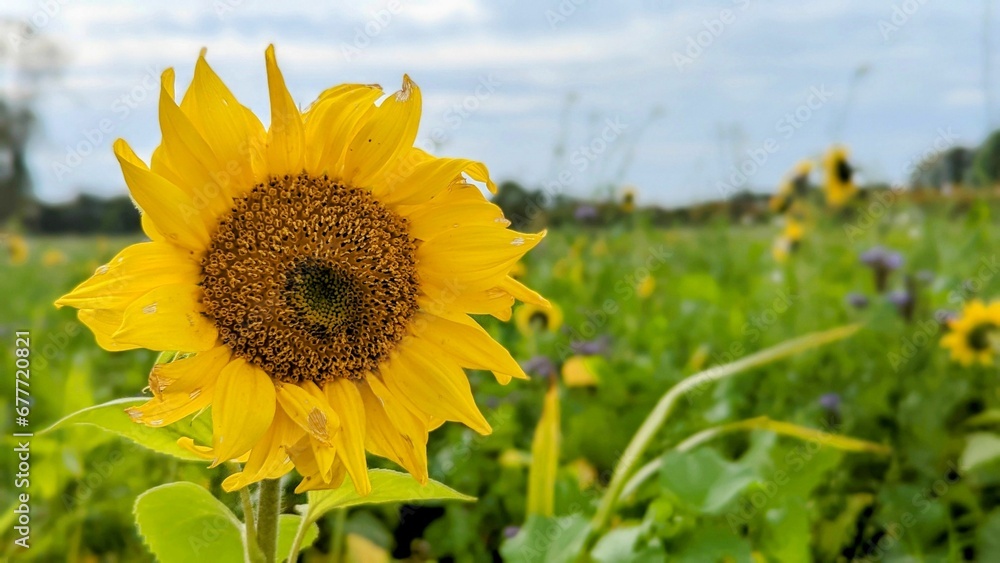 Fototapeta premium Closeup of sunflower in field