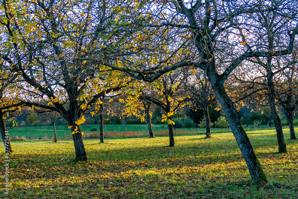 Baumgrundstück mit Apfelbäumen im Herbst