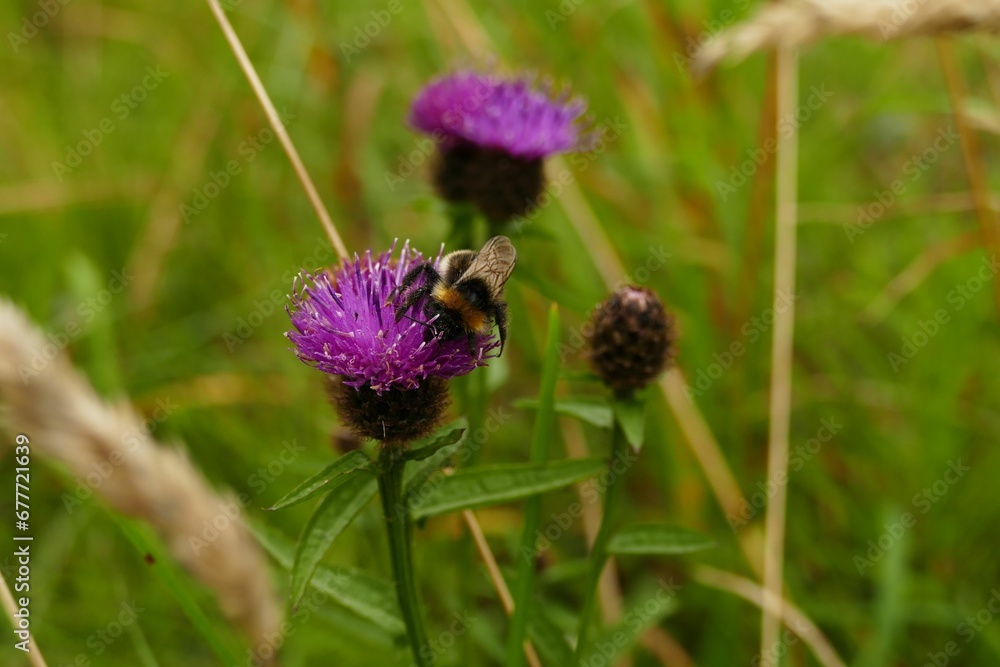 Closeup of blooming purple thistle flowers Closeup of blooming purple thistle flowers