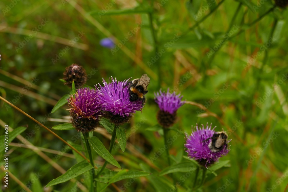 Closeup of bees sipping nectar from thistle flowers