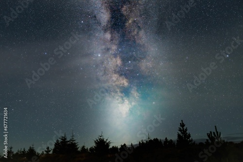 Silhouette of trees under blissful Milky way in sky