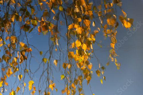 Fototapeta Naklejka Na Ścianę i Meble -  Jesienne liście brzozy odbijające się w wodzie 