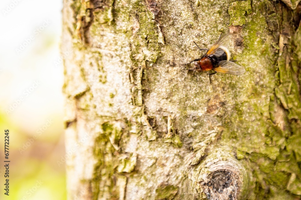 Closeup shot of a bee settled on a tree on a sunny day Closeup shot of a bee settled on a tree on a sunny day