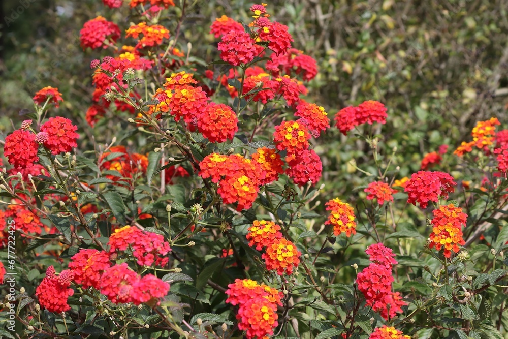 Full blossom of red and yellow Lantana