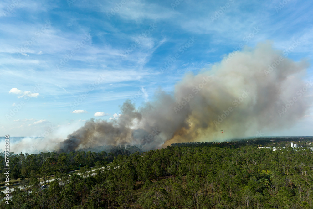 Dangerous wildfire burning severely in Florida jungle woods. Hot flames in dense forest. Toxic smoke polluting atmosphere