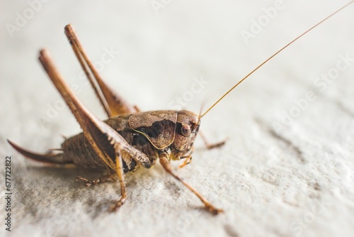 Closeup of a dark bush cricket sitting on a solid ground