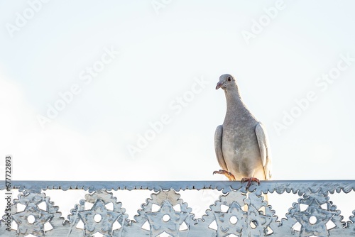 Homing pigeon, Columba livia perched on a metallic fence against the cloudless sky