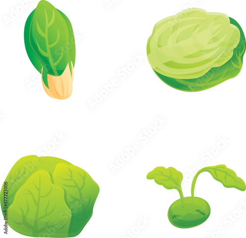 Different cabbage icons set cartoon vector. Fresh chinese and white cabbage. Organic farm vegetable