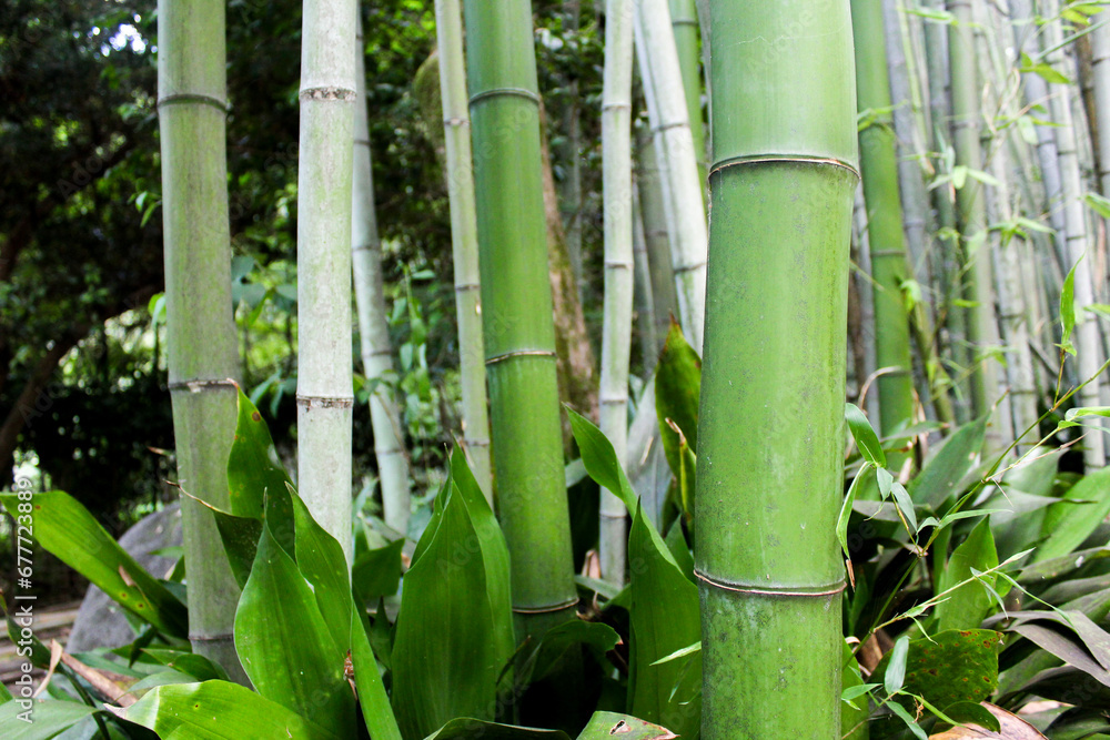 Obraz premium Bamboo Forest, Kyoto, Japan | Bamboo Forest Background | Close Up Landscape View of Bamboo Amongst Other Plants | Summer | July, 2023