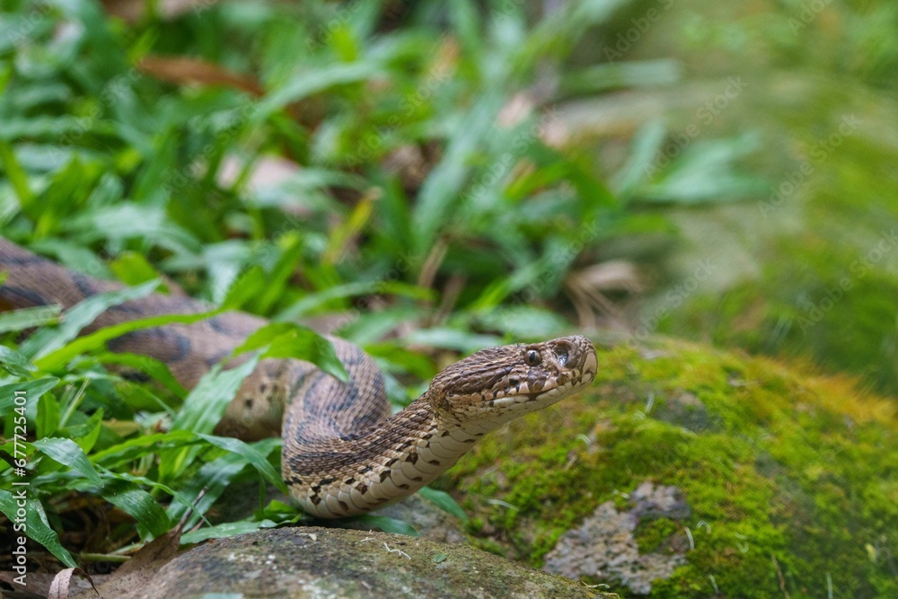Obraz premium Closeup shot of a snake slithering between the green grass