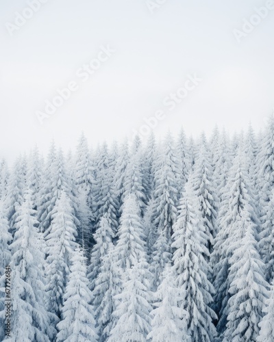 Snow Covered Pine Trees 