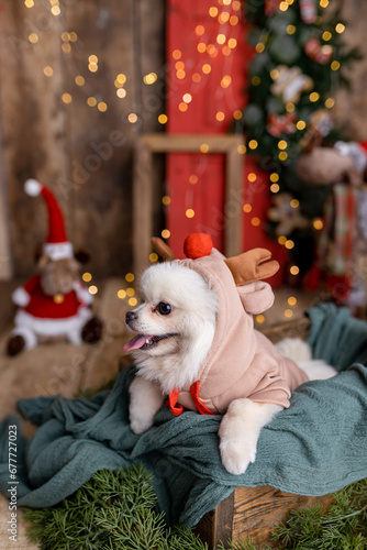 Adorable Pomeranian spitz dog dressed in a funny Christmas costume in New Year atmosphere