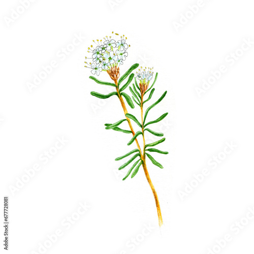 Watercolor illustration of the Rhododendron tomentosum  Marsh Labrador Tea  herbal medicine